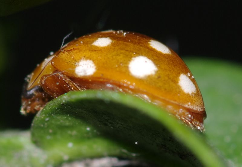 Coccinella 2 - Calvia quatuordecimguttata